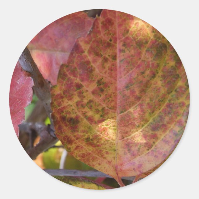 Pegatinas de otoño (Anverso)