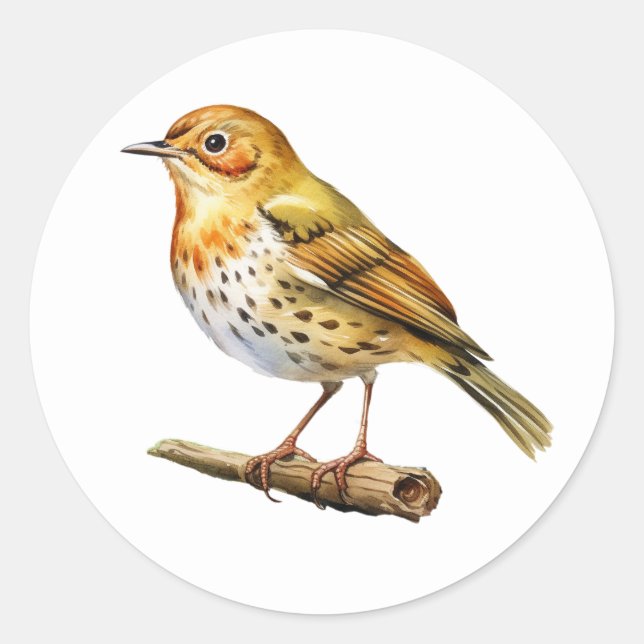 Pegatinas de Oven Bird (Anverso)