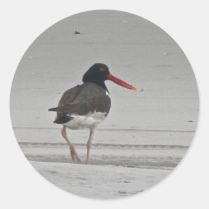Pegatinas de Oystercatcher