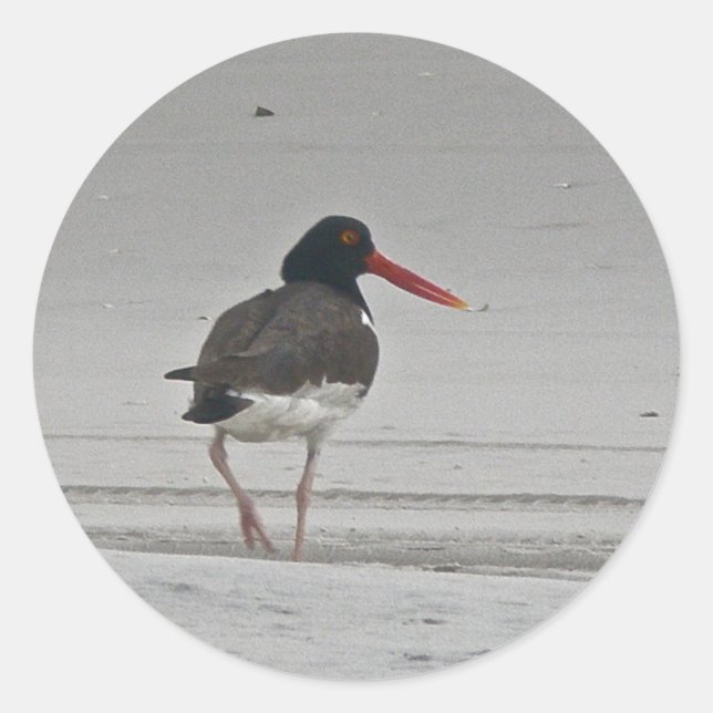 Pegatinas de Oystercatcher (Anverso)