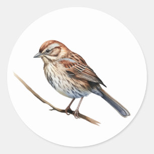 Pegatinas de pájaro de Song Sparrow