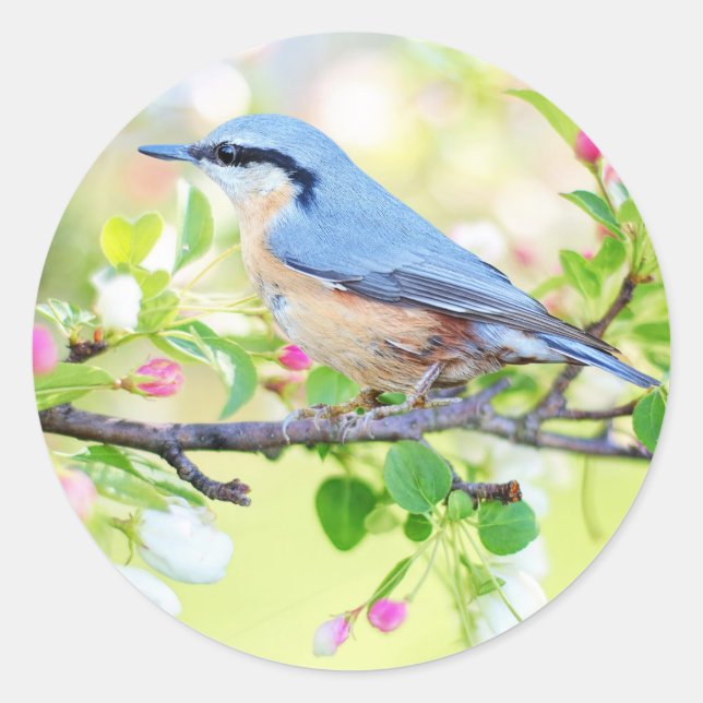 pegatinas de pájaro en primavera (Anverso)
