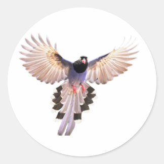 Pegatinas de pájaros