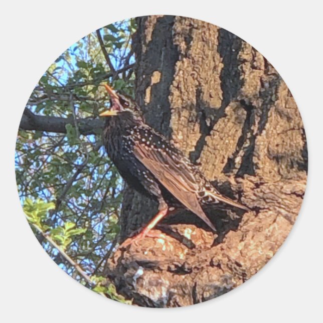 Pegatinas de pájaros estelares (Anverso)