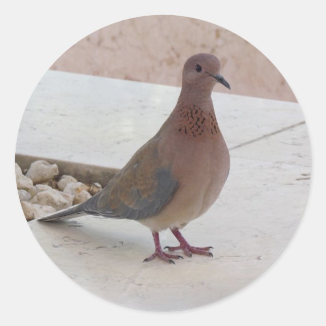 Pegatinas de palomas (Anverso)