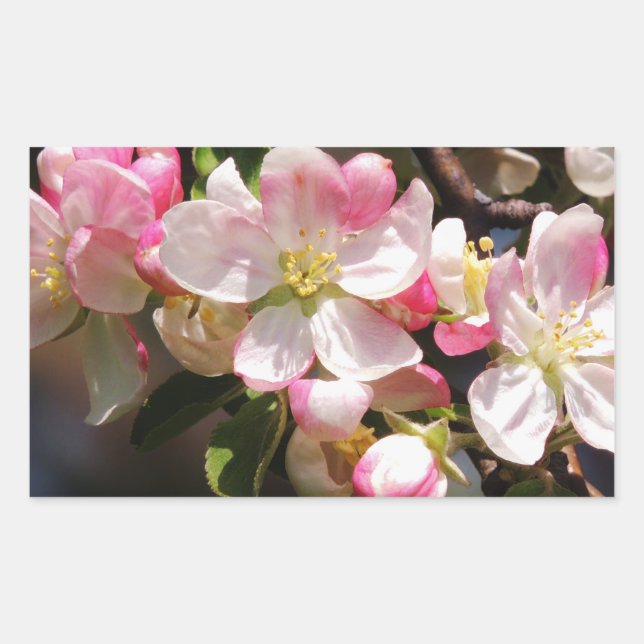 Pegatinas de Pascua de Flores de Rubor (Anverso)