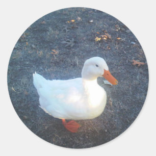 Pegatinas de pato