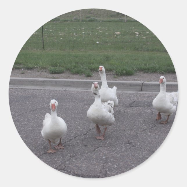 Pegatinas de pato (Anverso)