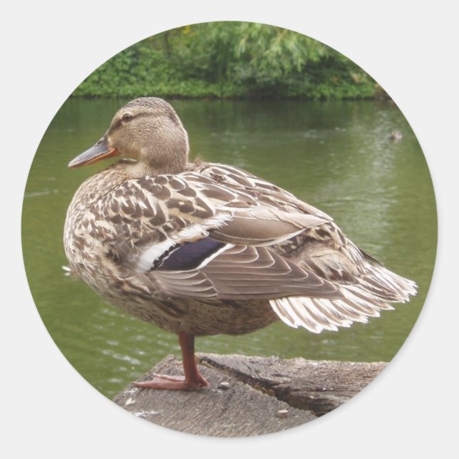 Pegatinas de pato (Anverso)