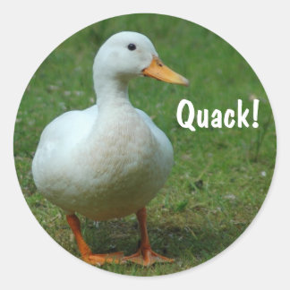 Pegatinas de pato blanco