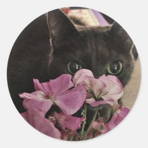 Pegatinas de Peek-a-Boo Kitty