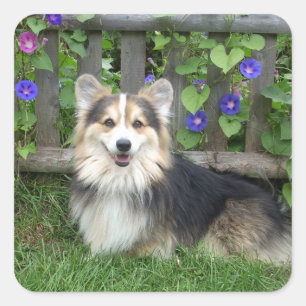 Pegatinas de Pembroke Welsh Corgi