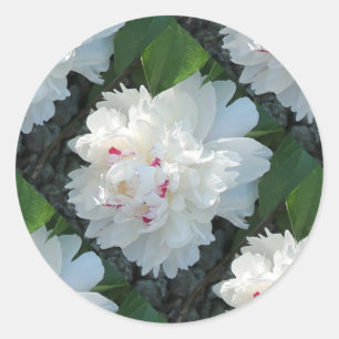 Pegatinas de Peony con varias precisión