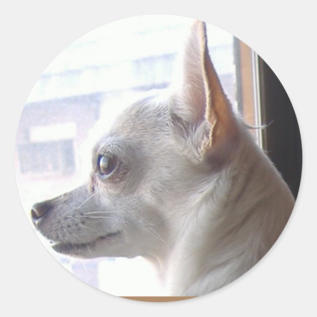 Pegatinas de perfil facial de Chihuahua (Anverso)