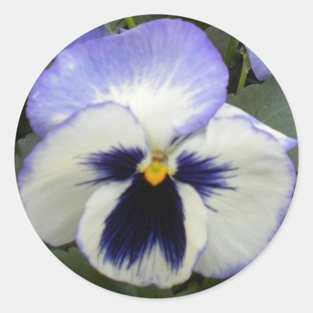 Pegatinas de Periwinkle Pansy (Anverso)