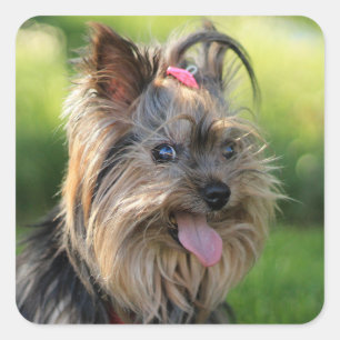 Pegatinas de perro 7