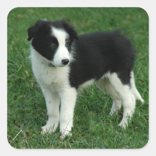 Pegatinas de perro cachorro Border Collie de borde