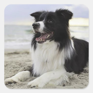 Pegatinas de perro cachorro Border Collie negro y