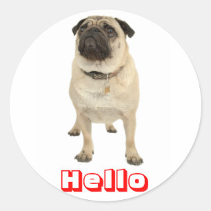 Pegatinas de perro cachorro Pug saludo Hola