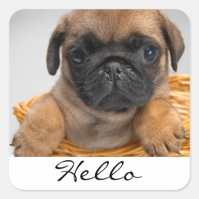 Pegatinas de perro cachorro Pug saludo Hola (Anverso)