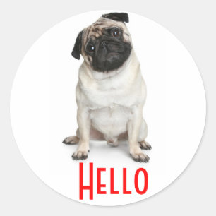 Pegatinas de perro cachorro Pug saludo Hola