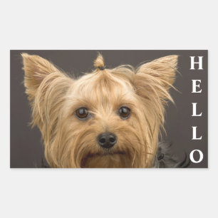 Pegatinas de perro cachorro Yorkshire Terrier York