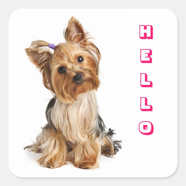 Pegatinas de perro cachorro Yorkshire Terrier York (Anverso)