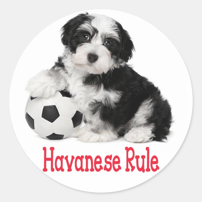 Pegatinas de perro de cachorro de Haván buscan el  (Anverso)