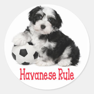 Pegatinas de perro de cachorro de Haván buscan el