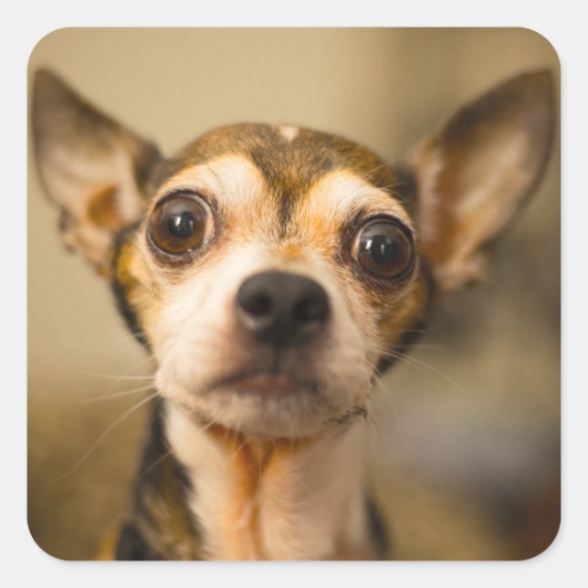 Pegatinas de perro lindo 10 (Anverso)