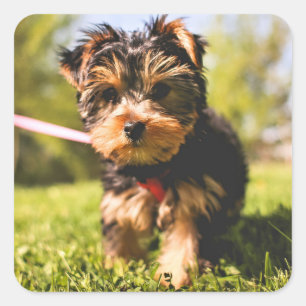 Pegatinas de perro lindo 5