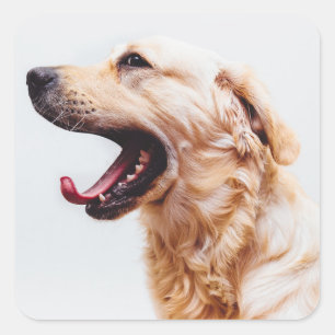 Pegatinas de perro lindo 6