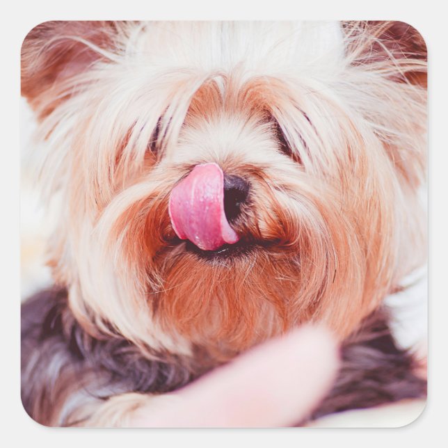 Pegatinas de perro lindo 8 (Anverso)