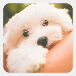 Pegatinas de perro lindo 9