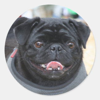 Pegatinas de perro negro