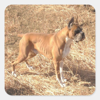 Pegatinas de perros Boxer