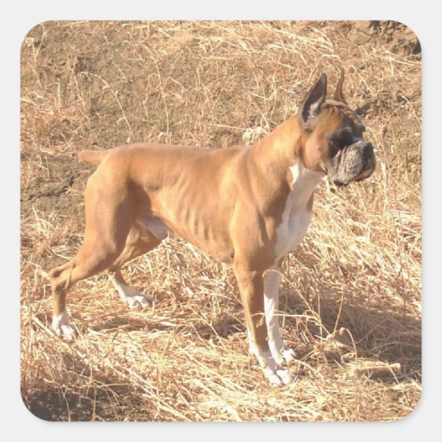 Pegatinas de perros Boxer (Anverso)