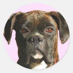 Pegatinas de perros Boxer