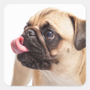 Pegatinas de perros callejeros 1