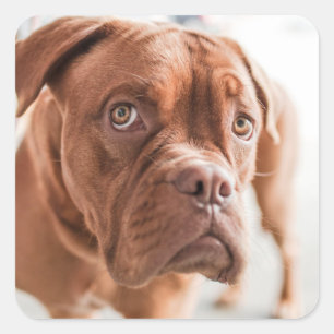 Pegatinas de perros callejeros 11