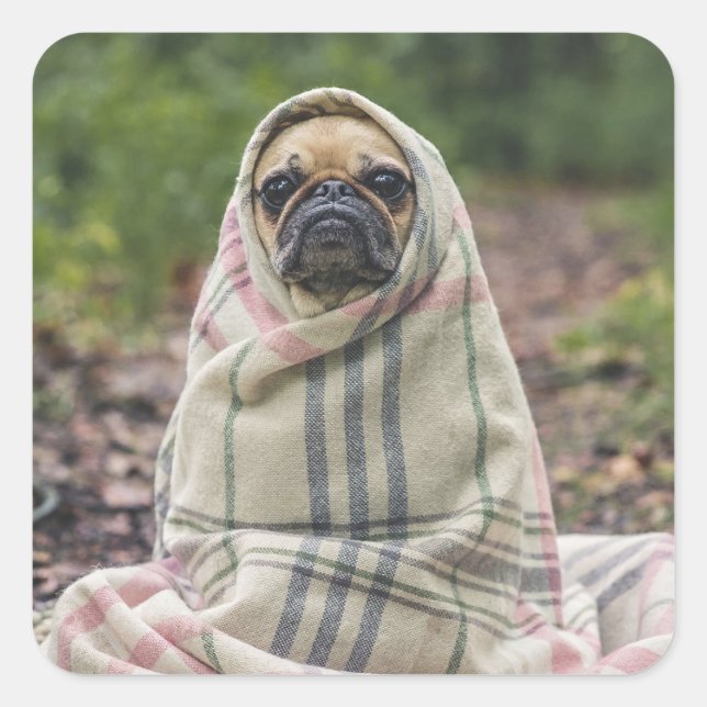 Pegatinas de perros callejeros 2 (Anverso)