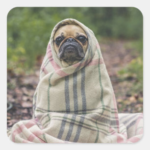 Pegatinas de perros callejeros 2