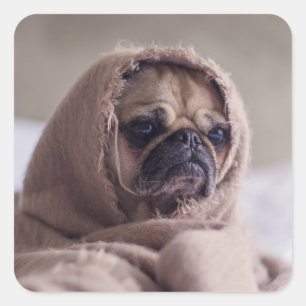 Pegatinas de perros callejeros 3