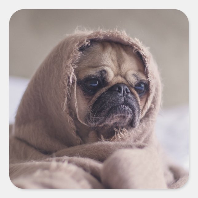 Pegatinas de perros callejeros 3 (Anverso)