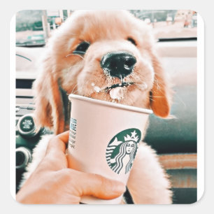 Pegatinas de perros de clase