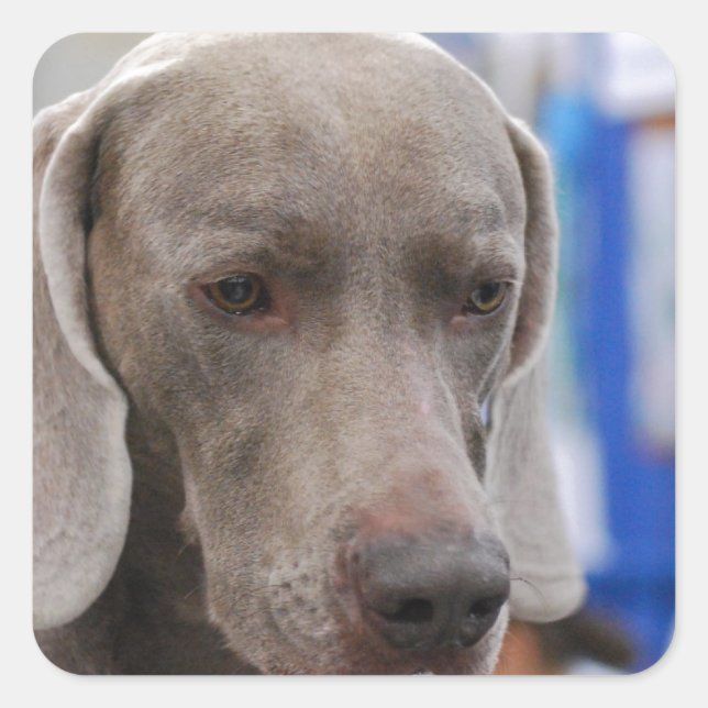 Pegatinas de perros de Sweet Weimaraner (Anverso)