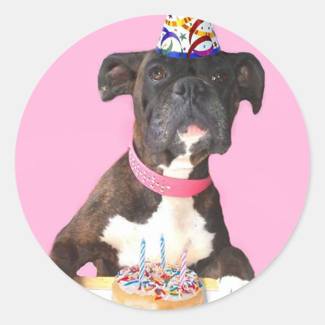 Pegatinas de perros del Boxer de Cumpleaños Feliz (Anverso)