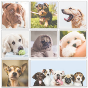 Pegatinas de perros graciosos (o TUS fotos)