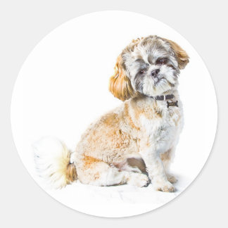 Pegatinas de perros Shih Tzu