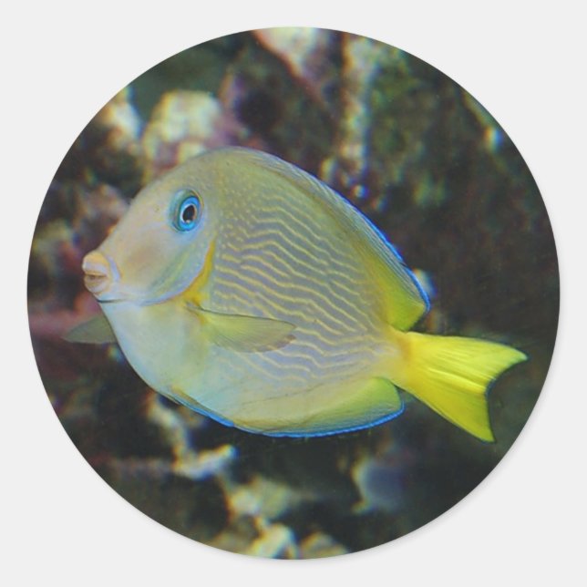 Pegatinas de pescado amarillo y azul (Anverso)